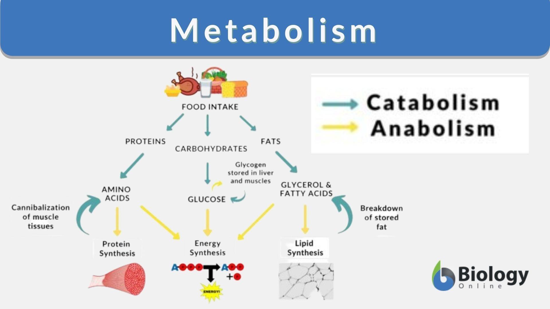 The Role ⁣of ‍Metabolism​ in ‌Your Weight Management Journey