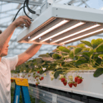 Revolutionizing Strawberry Farming: How TRIC Robotics is Leading the Way with UV Light Technology